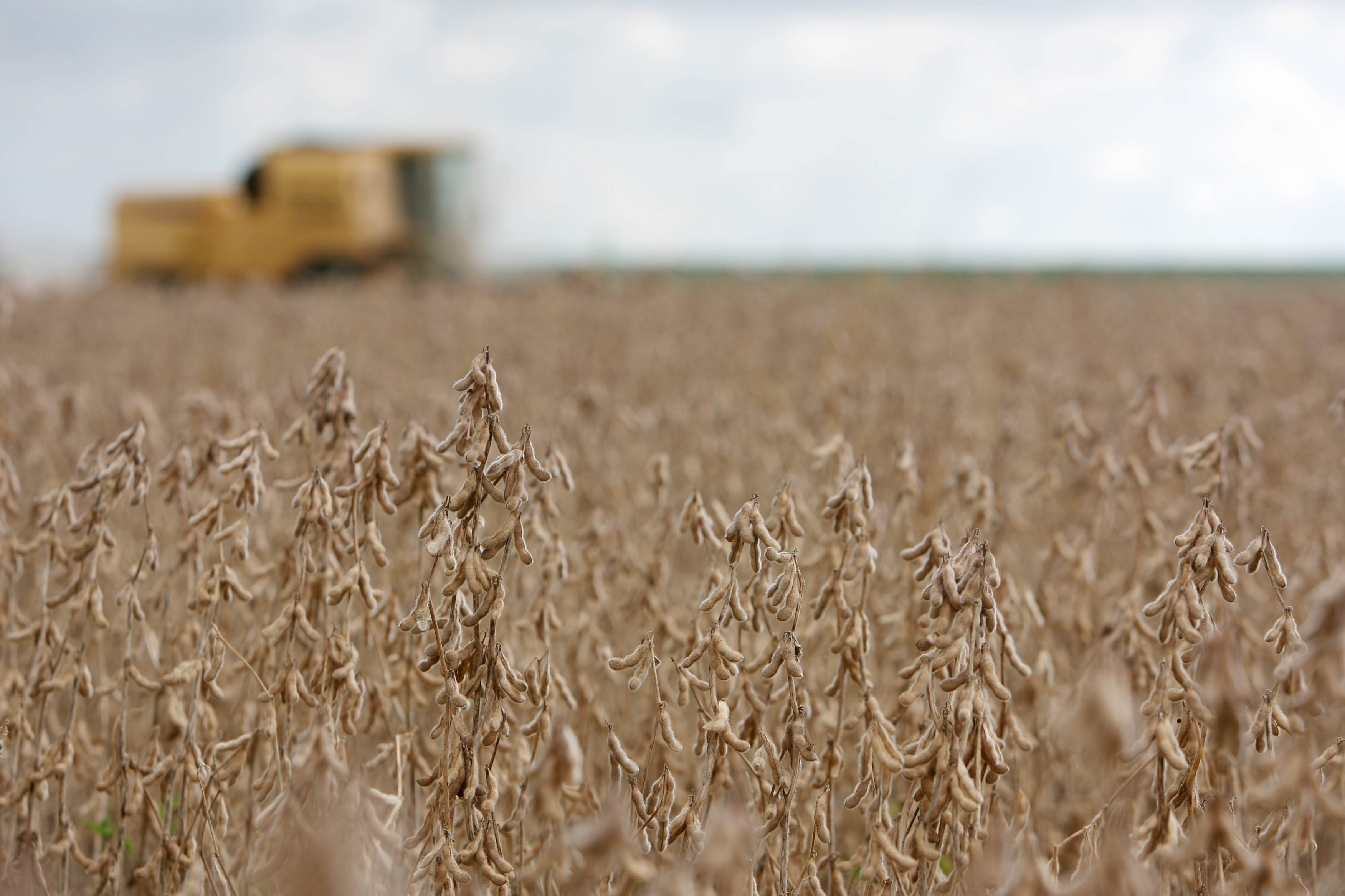 Segundo Deral, excesso de chuva e estiagem prejudicaram lavoura de soja e milho safrinha | ALBARI ROSA/ALBARI ROSA