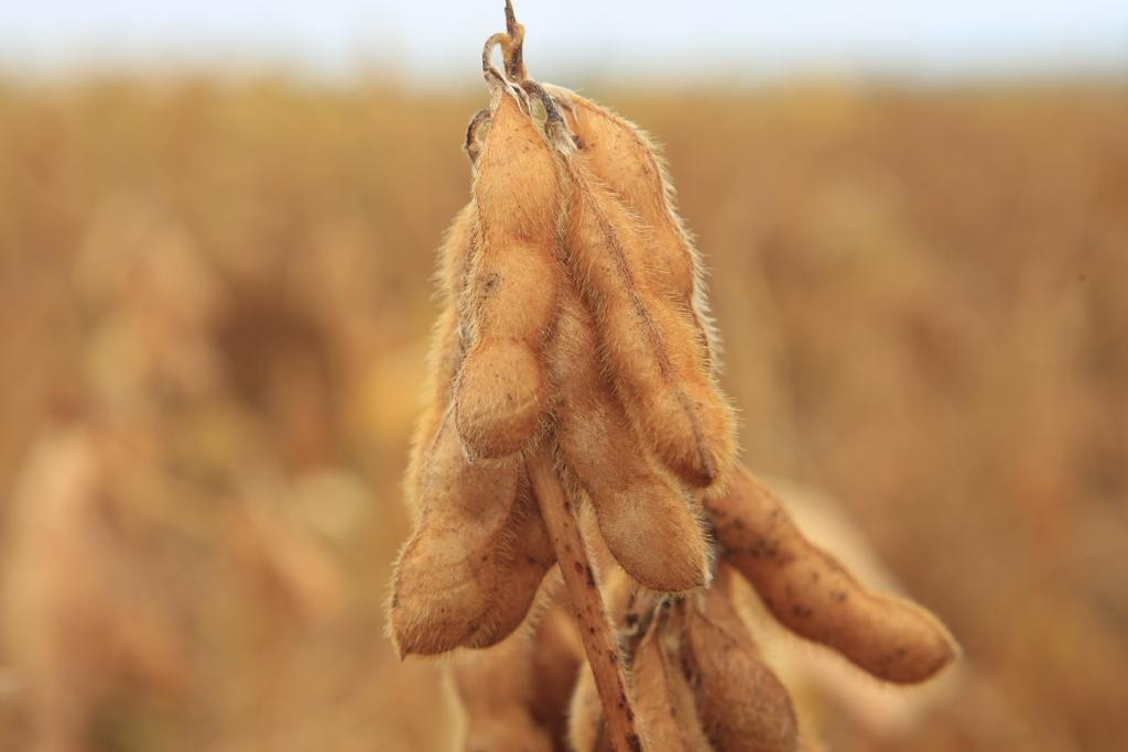 No caso da soja, 94% da área foi plantada com variedades transgênicas | ANTONIO COSTA/ANTONIO COSTA