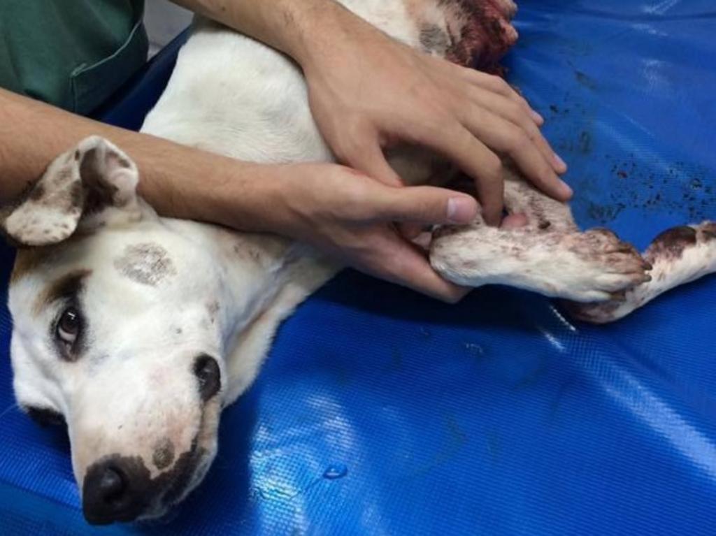 | Divulgação Salva Bicho/