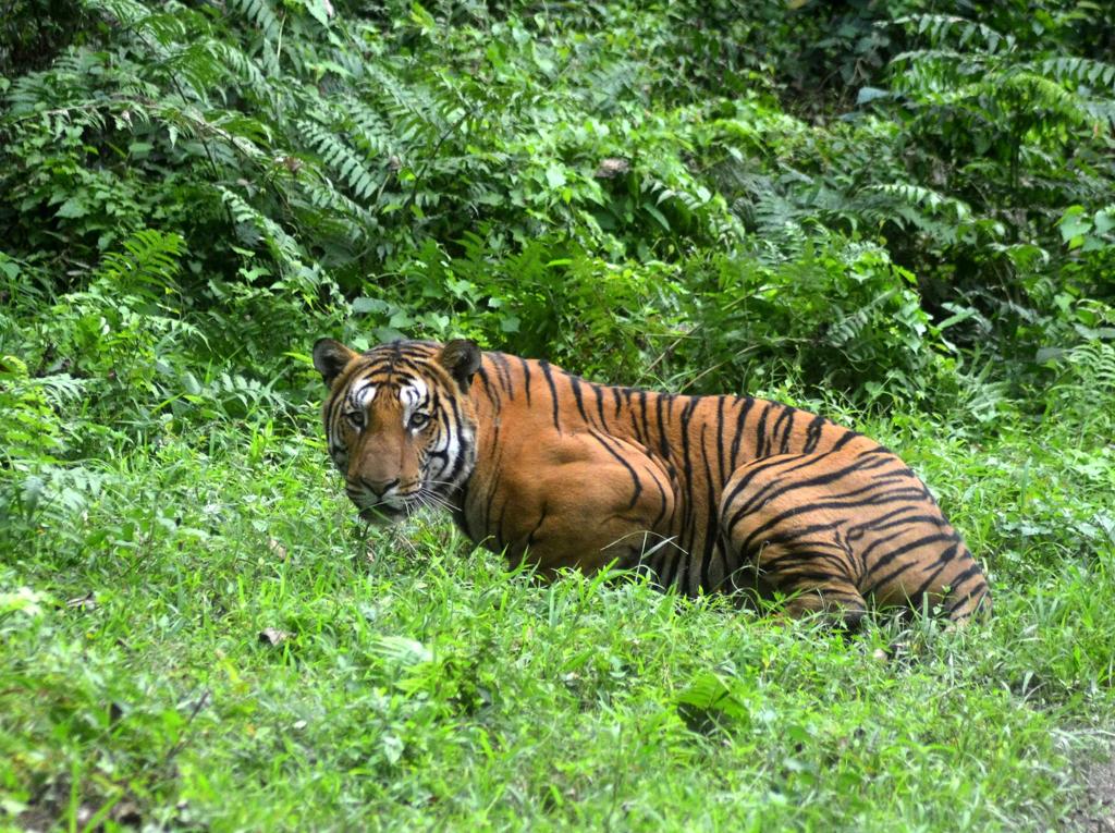 Tigre bengala no Parque Nacional de Kaziranga, na índia | Str/AFP