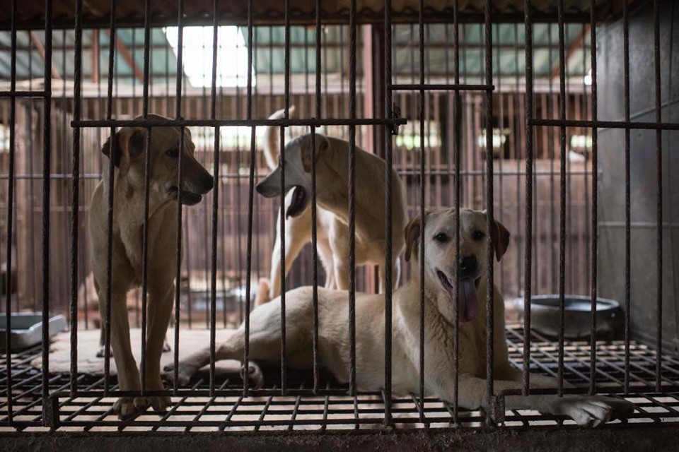 No ano passado, ONG salvou 225 cachorros | Ed Jones/AFP