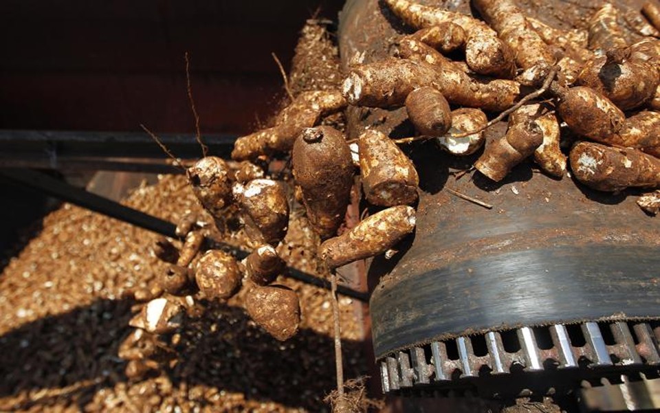 Paraná comemora dia da mandioca como segundo maior produtor do país A estimativa de produção no Brasil em 2016 deve chegar a 22,7 milhões de toneladas. | Jonathan Campos/Gazeta do Povo