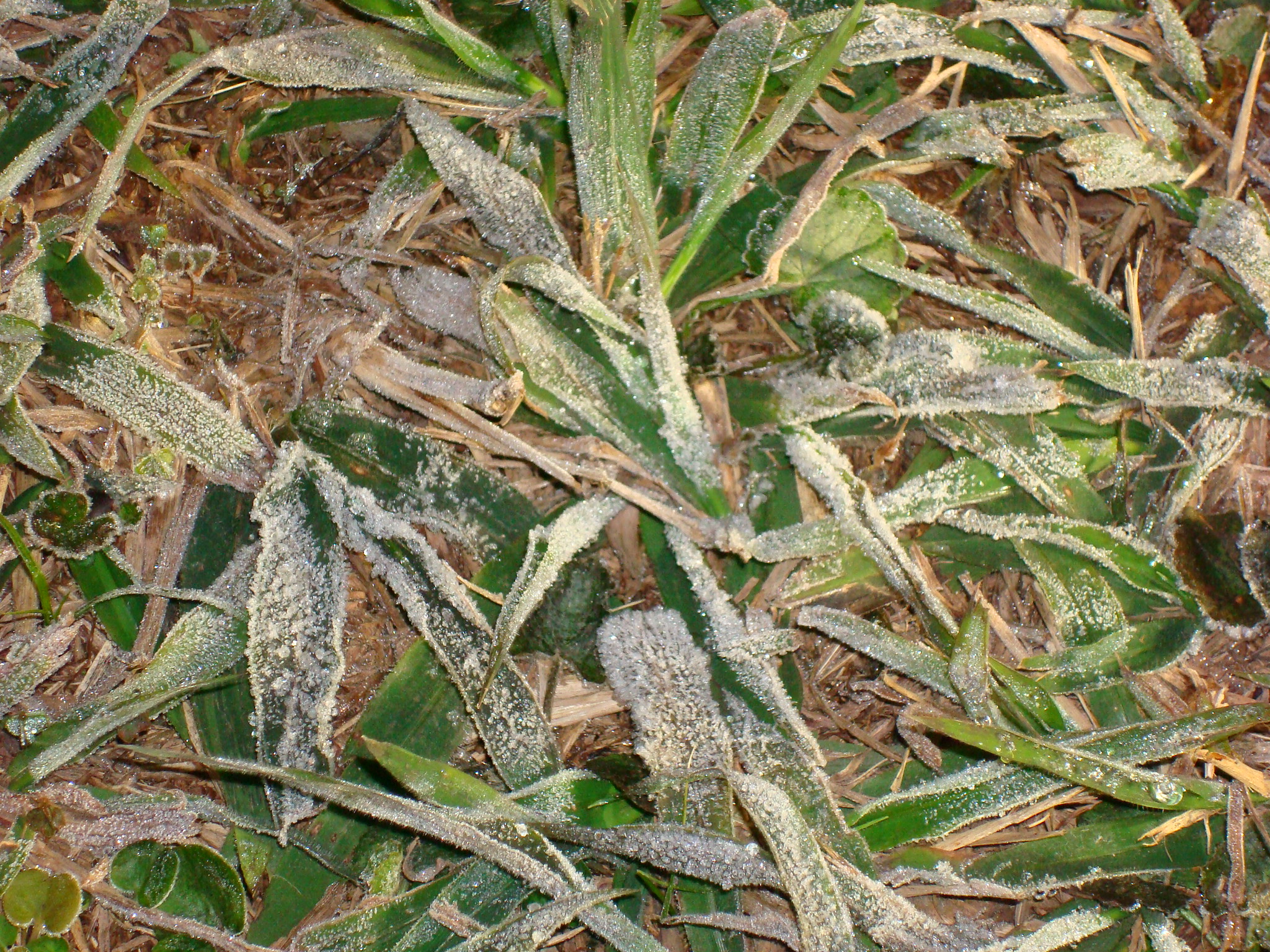 Em Cascavel, no oeste, as mínimas chegam a 2ºC com previsão de geada para quinta e sextaM | DANIELA NOGA/DANIELA NOGA