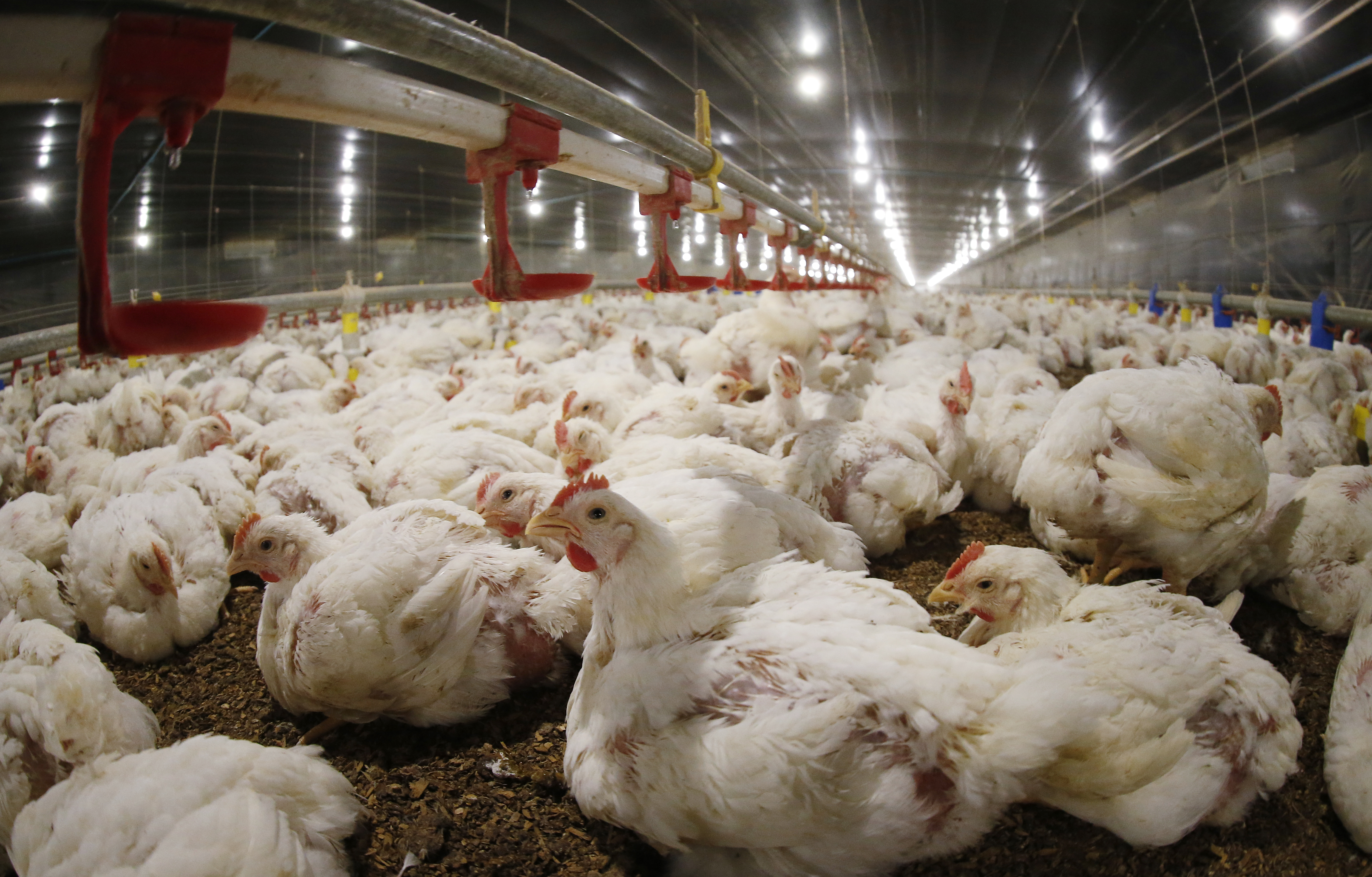 Negócio  está em linha com o plano de acessar mercados locais e fortalecer as marcas da BRF | Hugo Harada/Gazeta do Povo