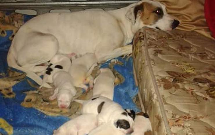 | Divulgação Salva Bicho/