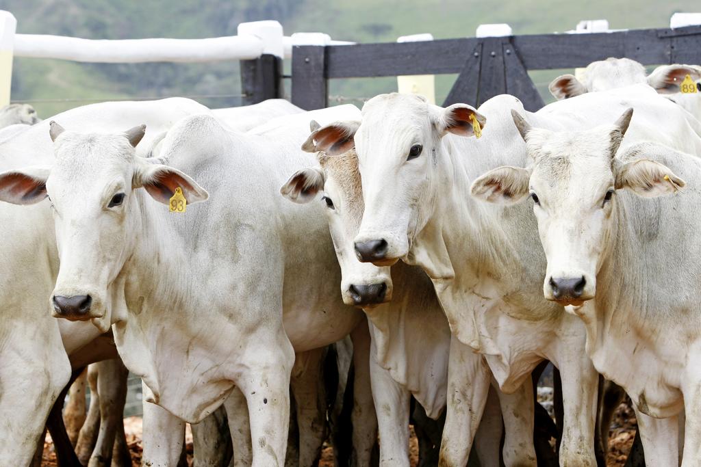 Ampliar ação poderia ampliar novos mercados. | Antônio More / Agência de Notícias Gazeta do Povo