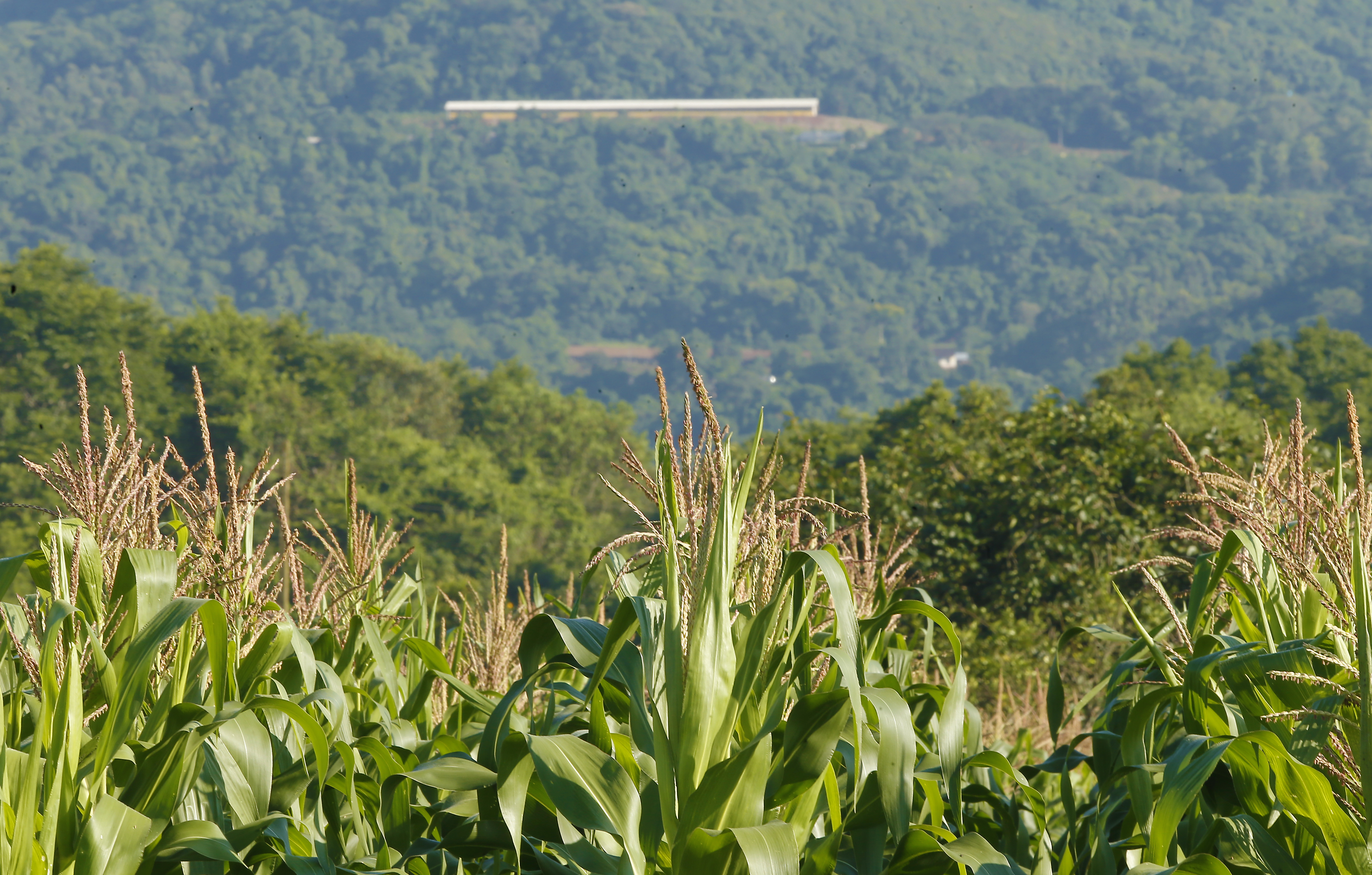 Ministério da Agricultura vai receber R$ 7 milhões do “pacotão do impeachment” | Hugo Harada/Gazeta do Povo