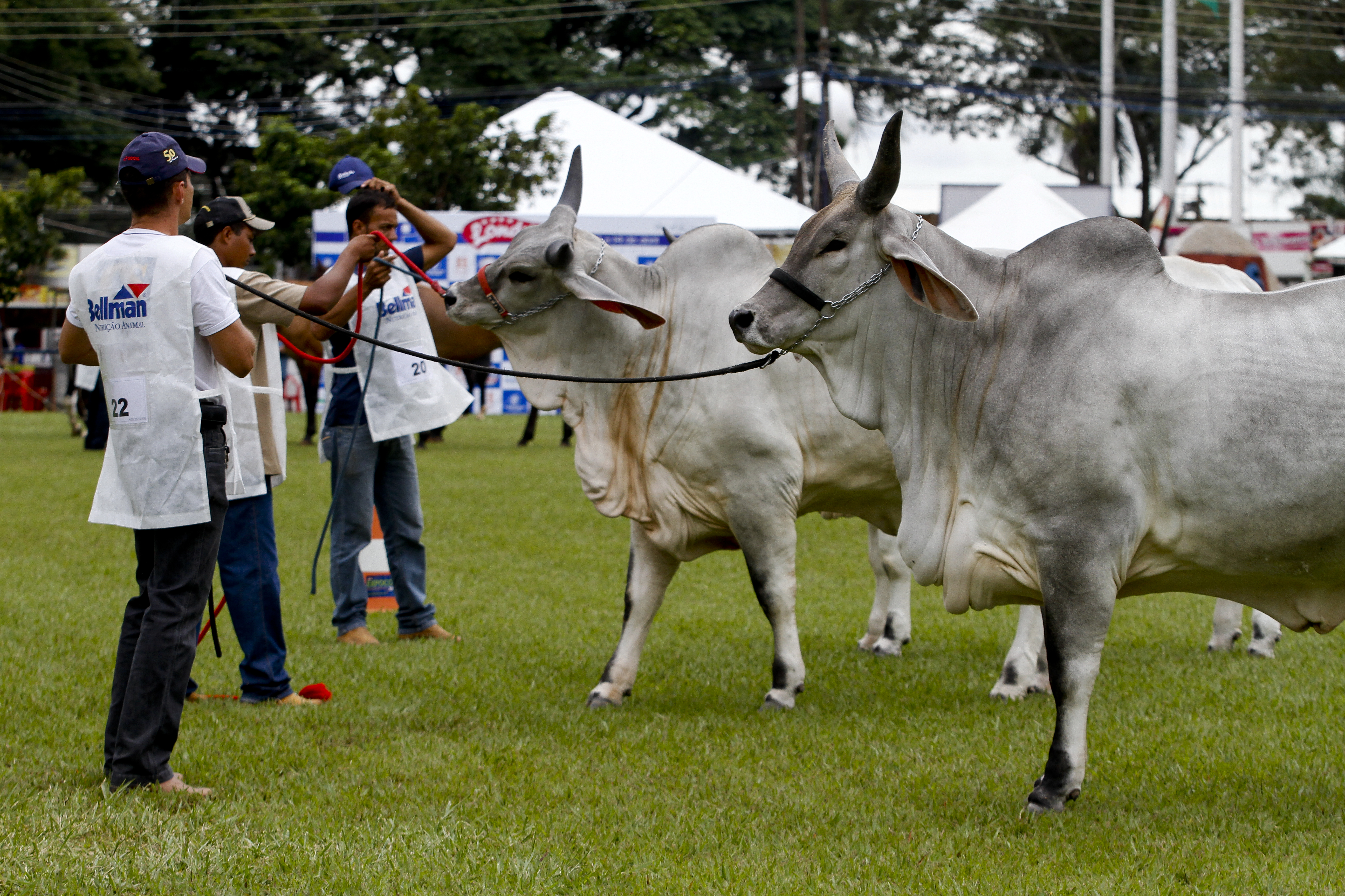 | ROBERTO CUSTODIO / JORNAL DE LONDRINA
