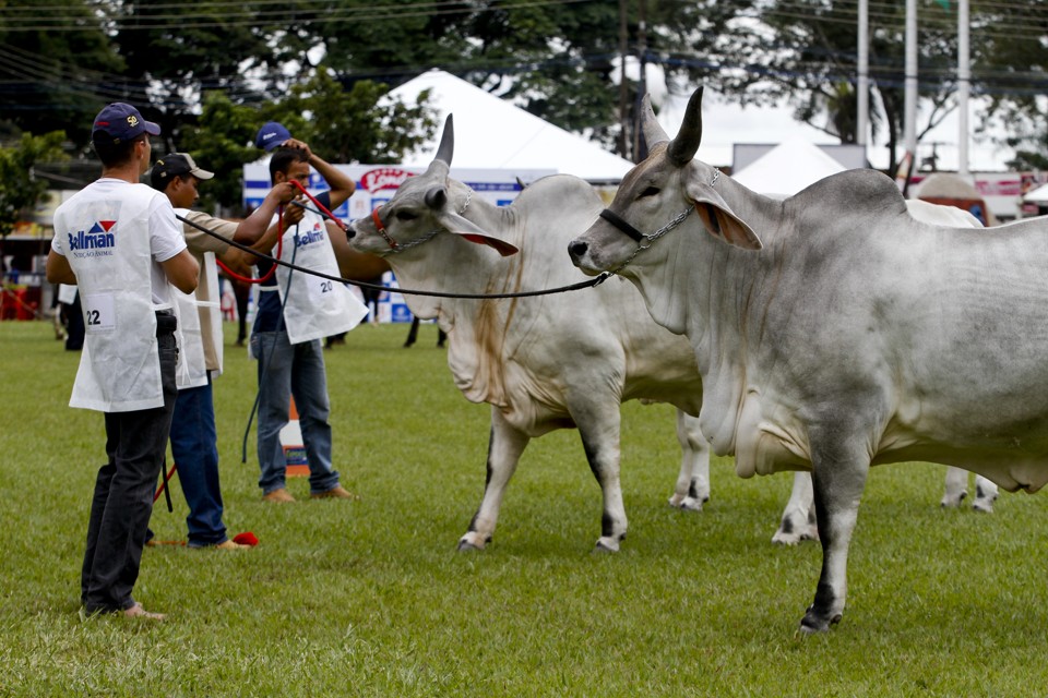 | ROBERTO CUSTODIO / JORNAL DE LONDRINA