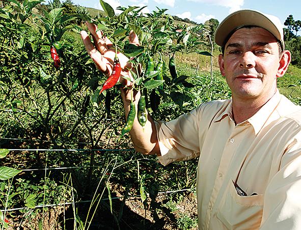Érico Gasparin se diz satisfeito e não pensa em trocar tão cedo a pimenta, que hoje é seu carro-chefe | Antônio More/Gazeta do Povo