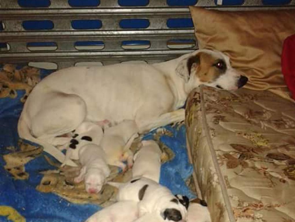 | Divulgação Salva Bicho/