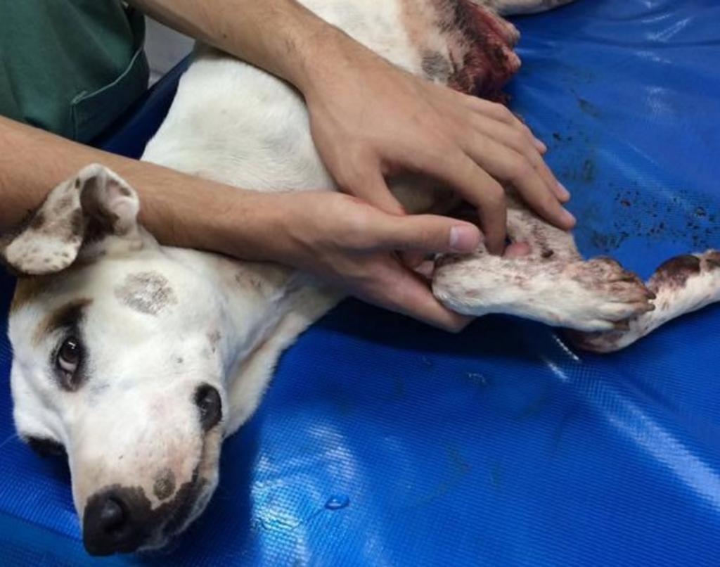 | Divulgação Salva Bicho/