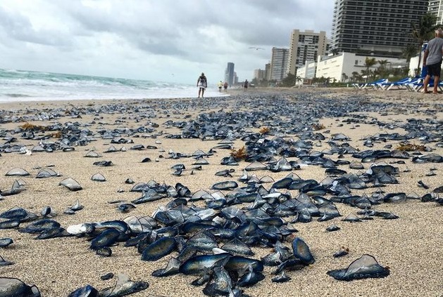 Areia de praia na Flórida amanheceu azul, depois de fortes ventos trazerem Velellas para a orla. | Rreprodução/City of Hallandale Beach