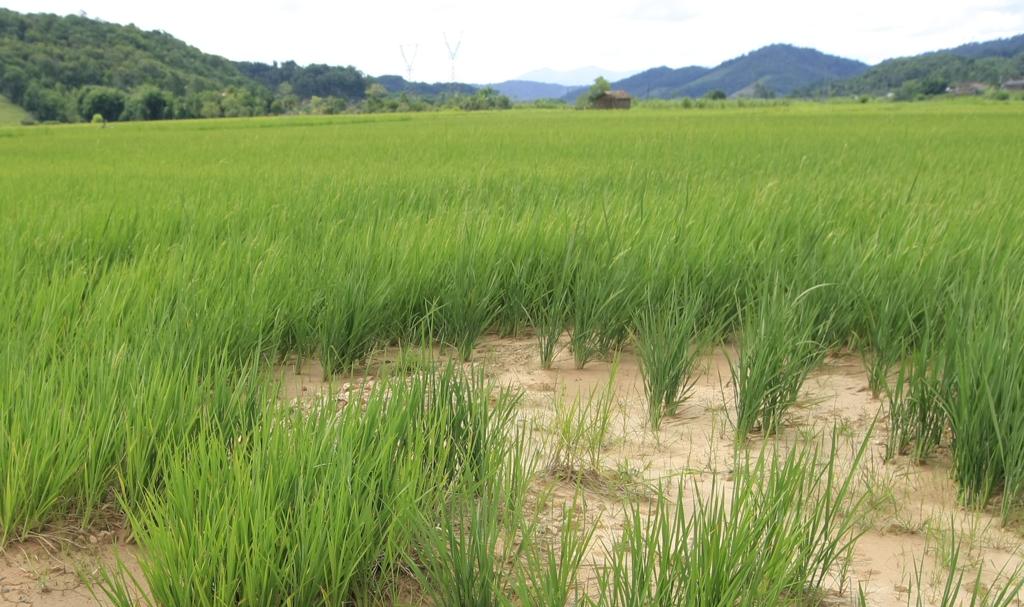 A previsão de estoques finais para o arroz na safra 2015/16 é 85% inferior à média dos cinco anos anteriores. | ANTONIO COSTA/Gazeta do Povo