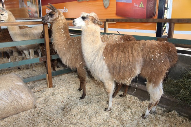 | Photographer:Willians Otaviano