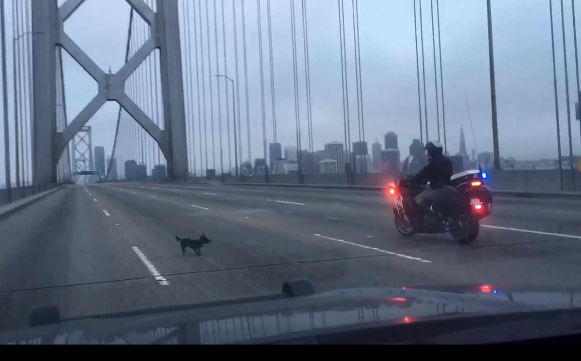 Vídeo mostra o animal fugindo de policial. Nomeado de “Ponch”, o chihuahua foi resgatado e levado para um abrigo em São Francisco, EUA. | Rerpodução/Twitter CHP San Francisco