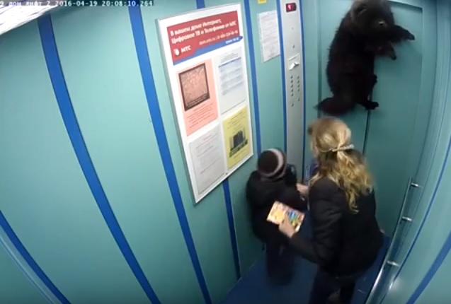 O animal entrou no elevador segundos antes das portas se fecharem,e a guia de sua coleira ficou para trás. | Reprodução/Youtube