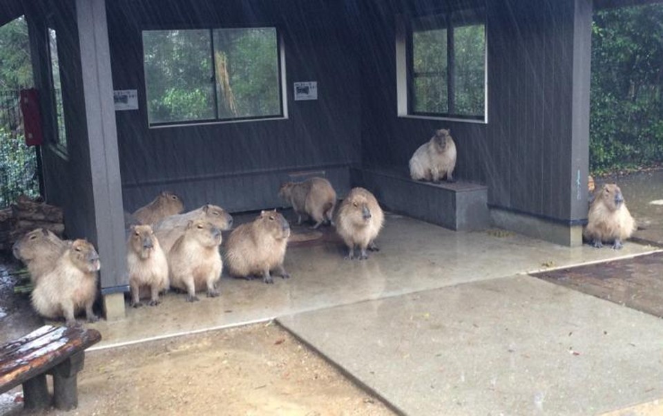 As onze capivaras do Bio Parque Nagasaki se abrigaram para esperar a chuva passar, no Japão. | Reprodução/Twitter BioPark