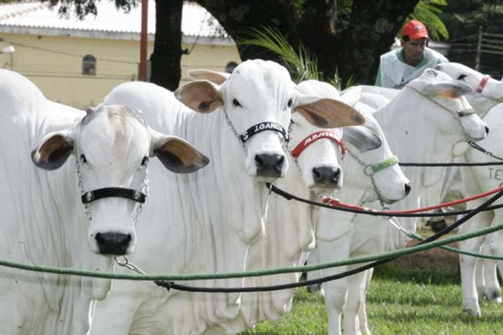 O presidente da Confederação da Agricultura e Pecuária do Brasil (CNA), João Martins, negou ter se encontrado com o vice-presidente Michel Temer nas últimas semanas, mas já trabalha com a ideia de que negociará com um novo governo. | Divulgação - SRM/Divulgação - SRM