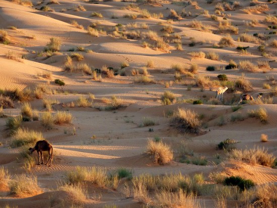 Será um “muro” de vegetação de 15 quilômetros de largura, parte de uma iniciativa ainda maior, que busca também reduzir os ventos que arrastam areia e pó, diminuir a degradação da terra e melhorar a saúde das pessoas. | /wikicommons