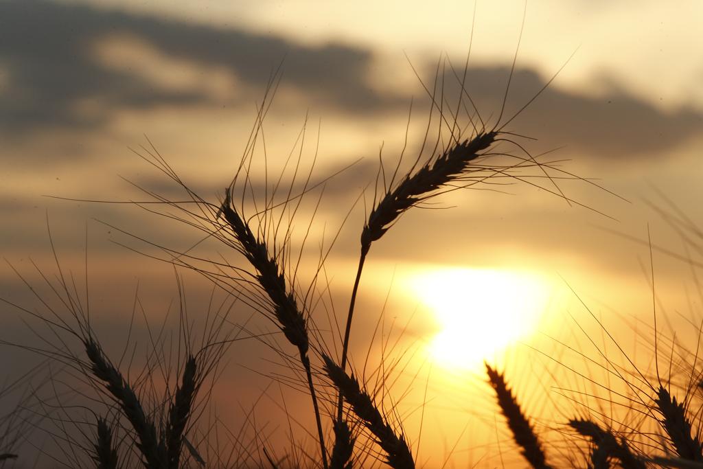 Deral estima que atraso no plantio não deve afetar área cultivada com o cereal no estado | Hugo Harada/Gazeta do Povo