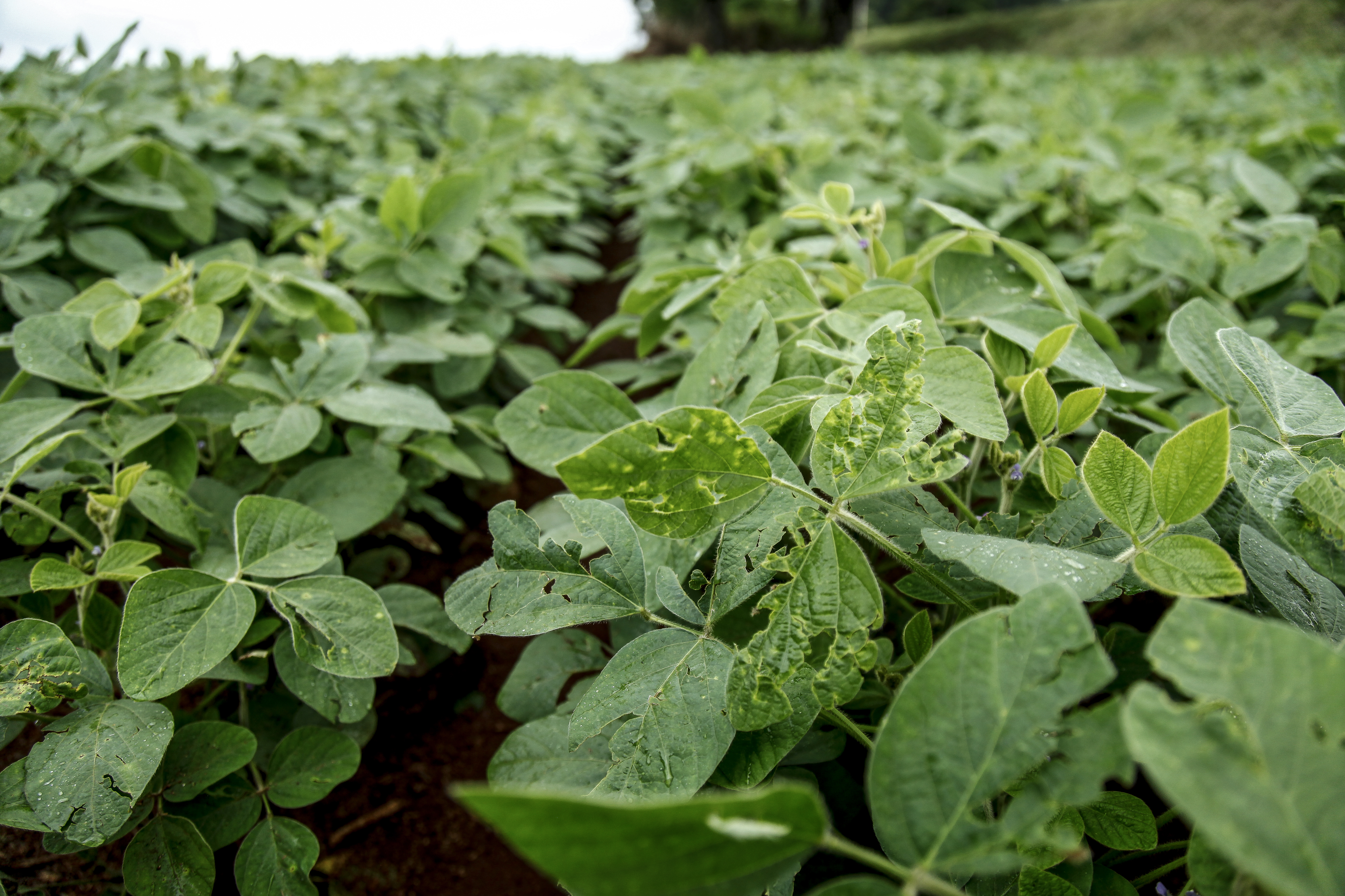 Lavoura de soja da safra 2015/2016 na região de Maringá | André Rodrigues/Gazeta do Povo