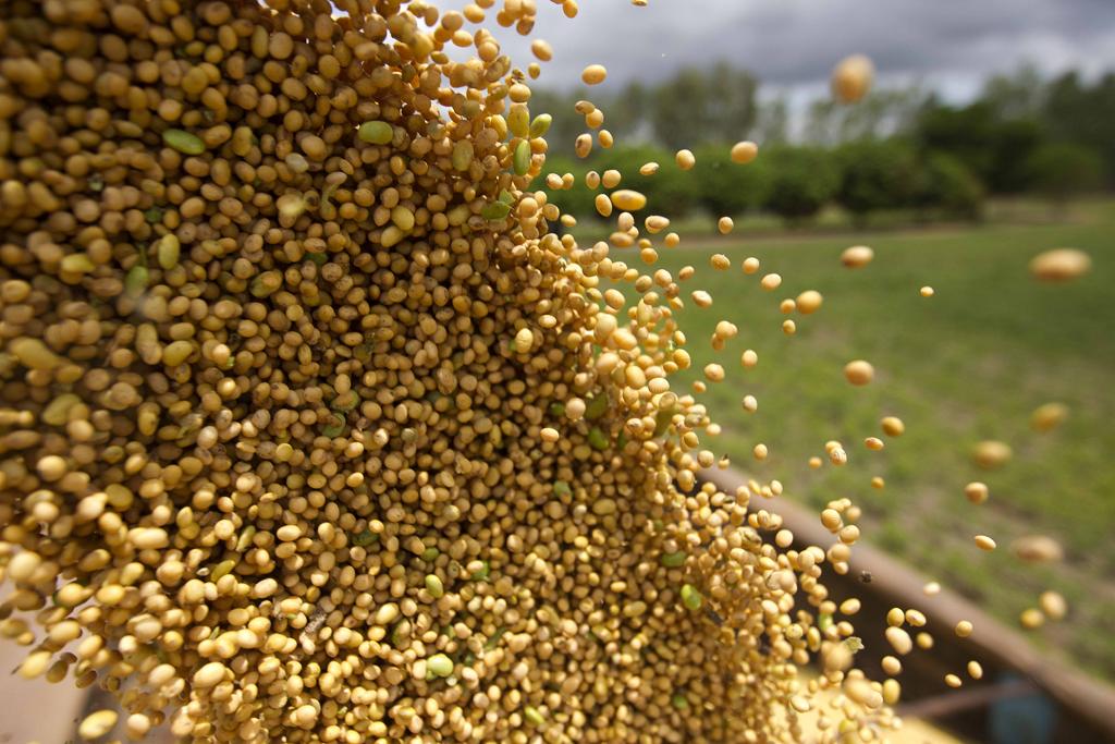 O primeiro contrato da soja terminou o dia em US$ 9,56 por bushel (27,2 quilos) na Bolsa de Chicago, principal formadora de preço da commodity. A alta desta quarta em Chicago tem, porém, outros fundamentos. | JONATHAN CAMPOS/GAZETA DO POVO