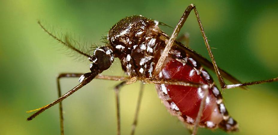  | CDC Organization/James Gathany