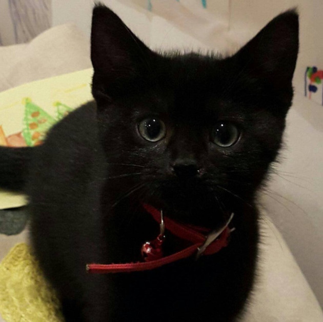 O gato Daffy foi encontrado mutilado no dia 13 de abril | Reprodução/Islington  Gazette