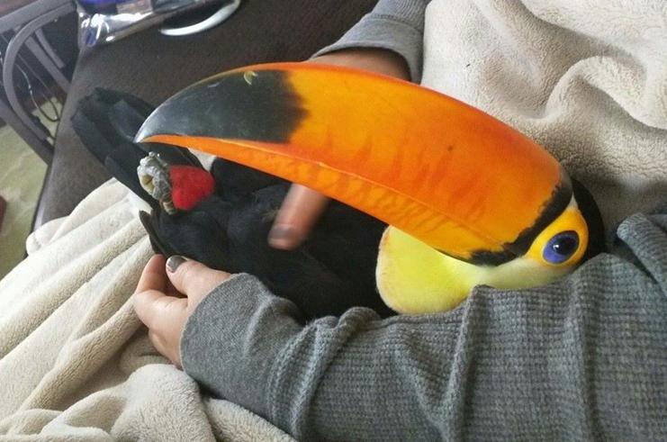 O dócil pássaro silvestre recebe carinho no colo de seu dono, que mora na Louisiana, Estados Unidos. | Reprodução/Faceook Ripley the Toucan
