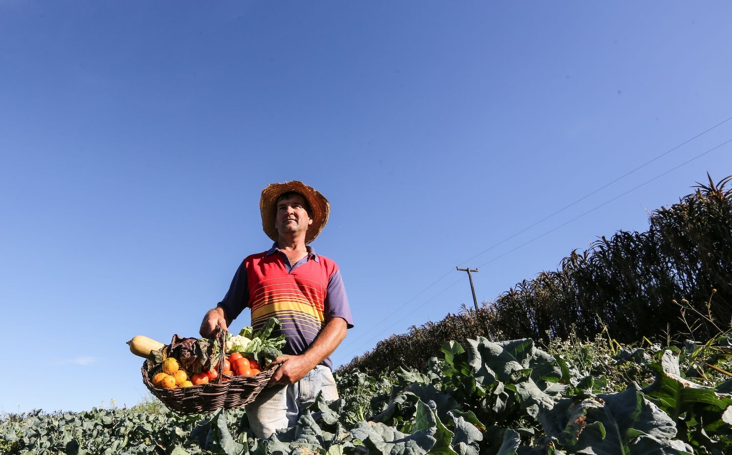 Extensão rural explorou a vocação natural, definiu o perfil agroeconômico e estruturou a base para o desenvolvimento econômico e social do estado | Giuliano Gomes/Divulgação