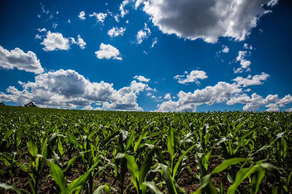 De acordo com o Sistema Florestal Brasileiro, do total de imóveis cadastrados no estado até agora, 292,2 mil (93,26%) são de pequenos produtores | BRUNNO COVELLO/Agência de Notícias Gazeta do Povo