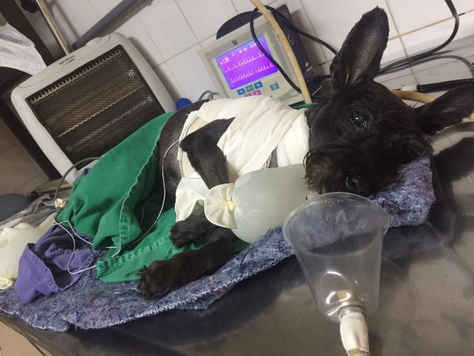 Schnauzer Joana: implante de marca-passo foi um sucesso | Unesp/Divulgação