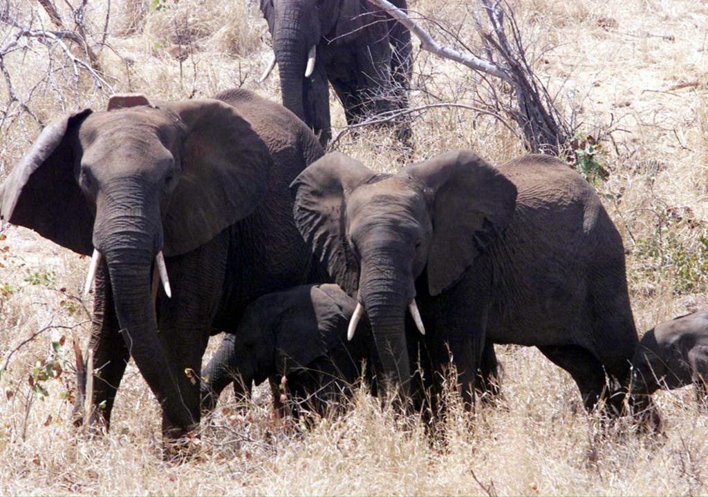 A venda de elefantes para a China, ano passado, deixou o governo do Zimbábue na mira de ambientalistas de todo o mundo. | Themba Hadebe/ AFP