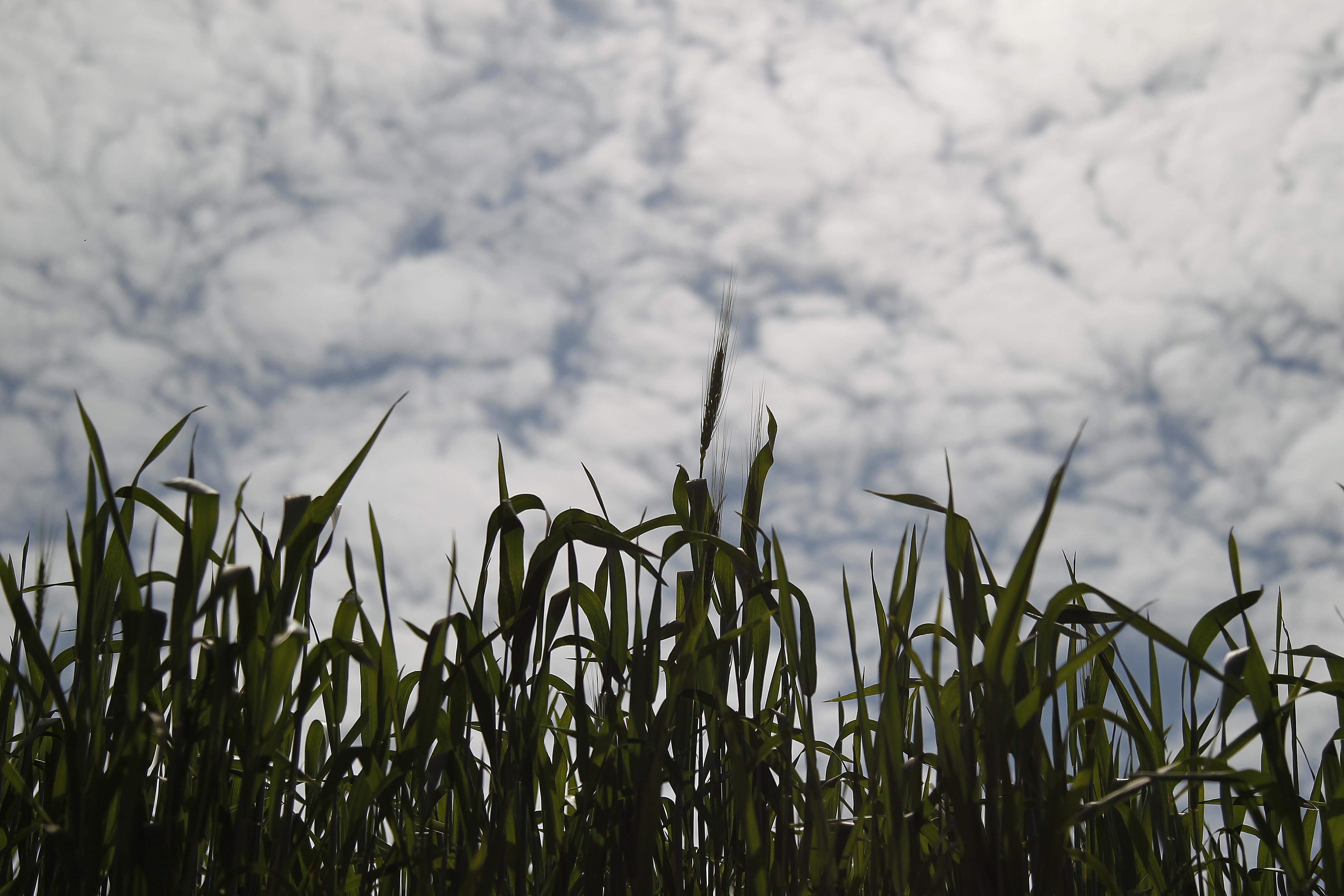 A medida foi publicada em Diário Oficial e já vale a partir da safra 2016/2017 | Jonathan Campos/gazeta