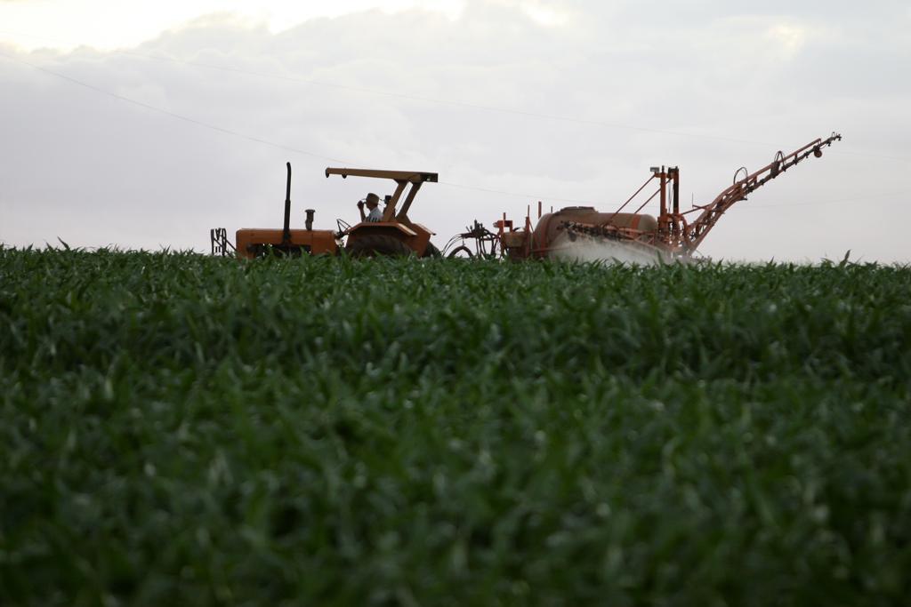 Na semana passada, a Comissão Europeia, que propunha renovar a autorização por nove anos, desistiu de submeter à votação sua proposta diante da indefinição dos Estados membros | HENRY MILLEO/HENRY MILLEO