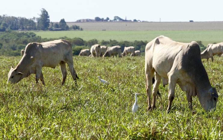 | HUGO HARADA/HUGO HARADA