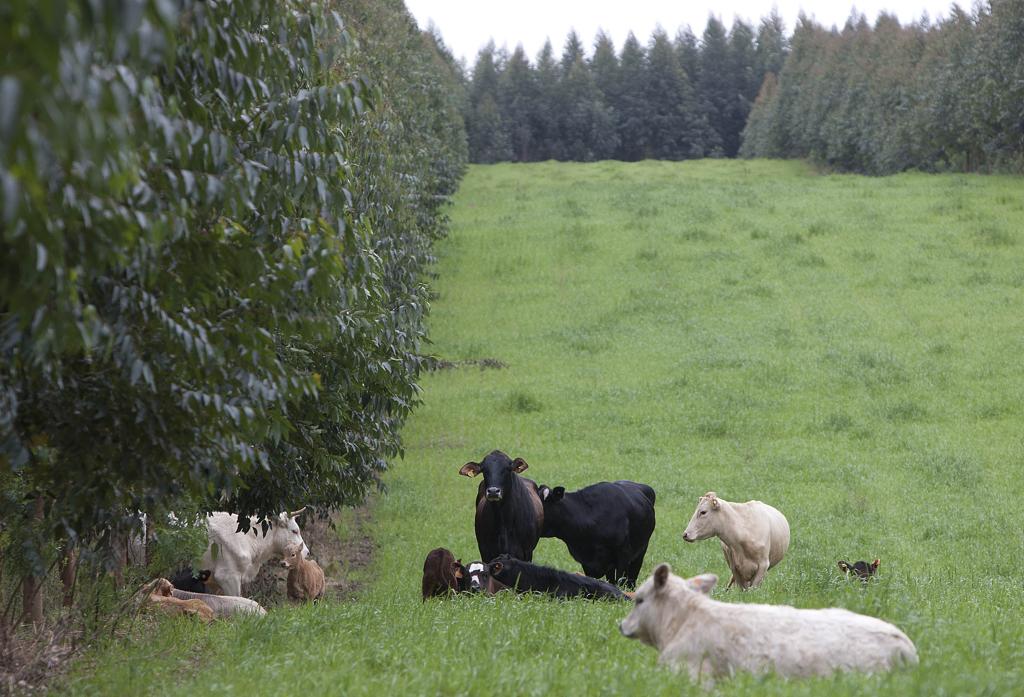 As linhas de crédito mais procuradas são as de recuperação de pastagens degradada | JONATHAN CAMPOS/JONATHAN CAMPOS