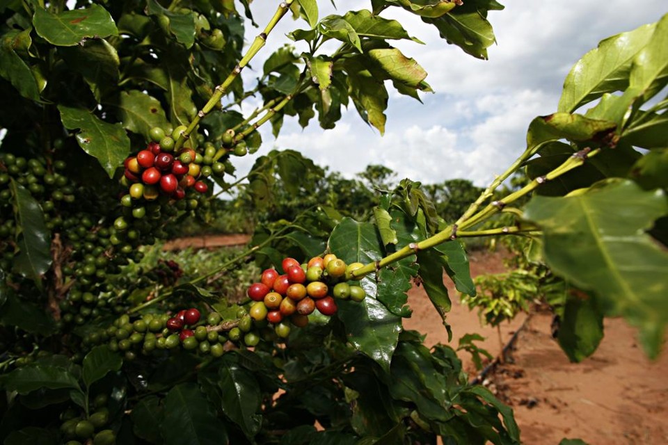 As condições climáticas foram favoráveis para a cafeicultura até o momento | Josue Teixeira/Josue Teixeira