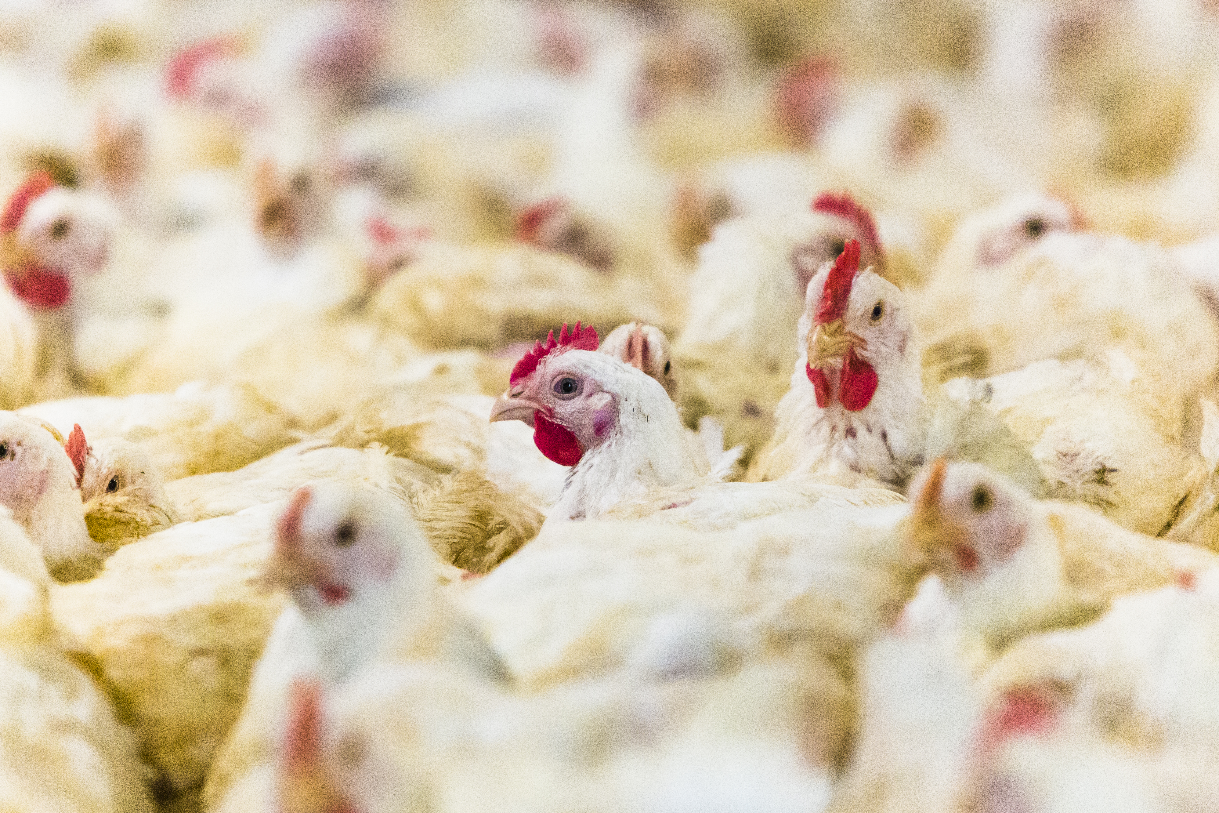 A disputa no comércio bilateral de aves começou em 2010, quando Pequim impôs taxas alfandegárias | Lineu Filho/Agência de Notícias Gazeta do Povo