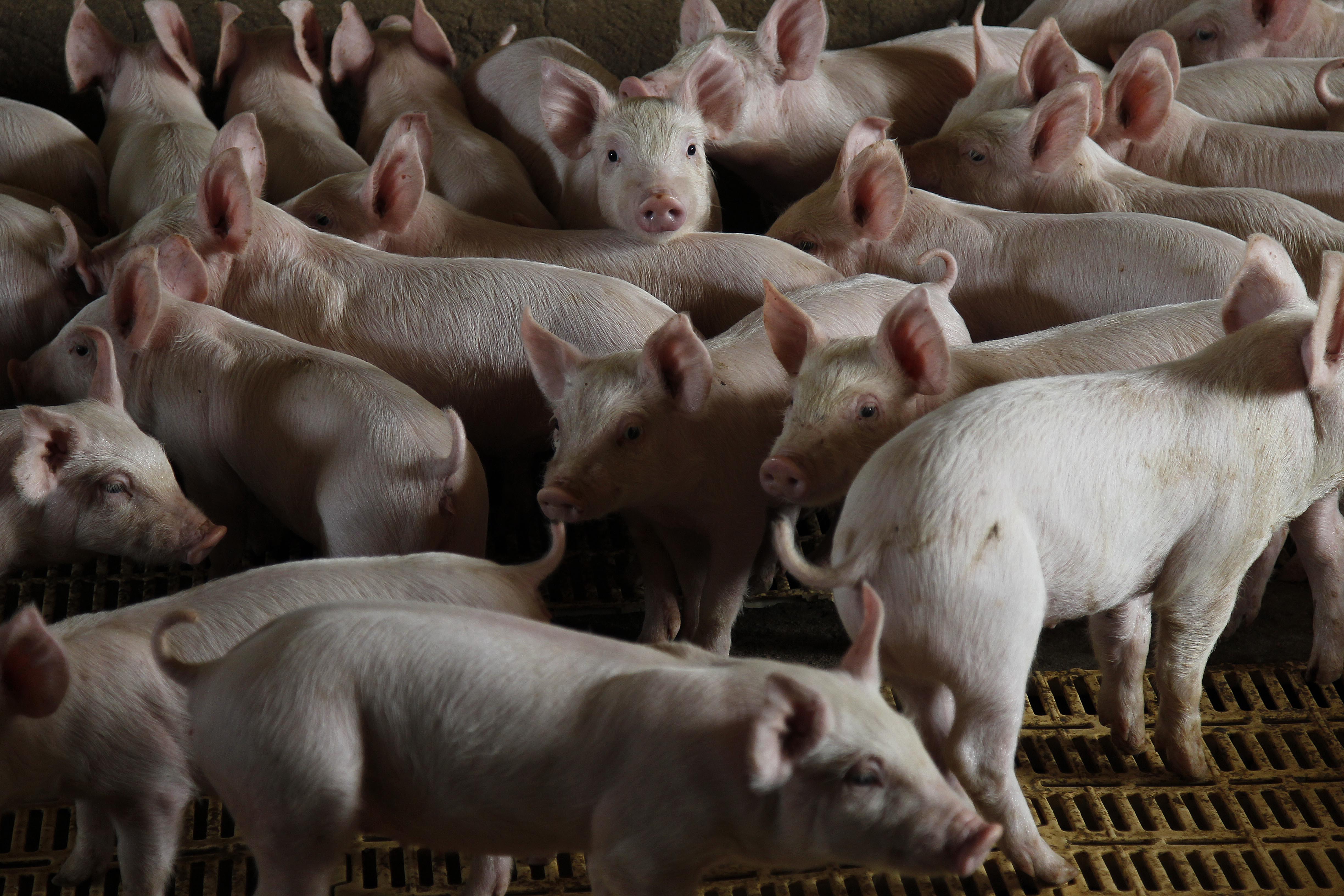 | Jonathan Campos/gazeta