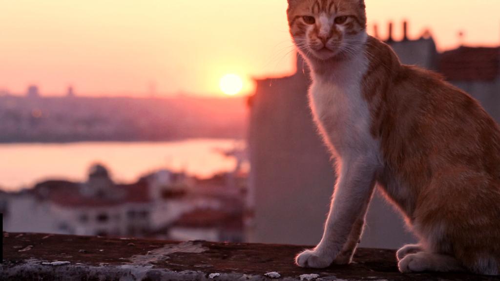 A diretora do documentário, Ceyda Torun, afirma que o trabalho é uma espécie de carta de amor aos gatos e à cidade de Istambul, onde ela cresceu. | Kedi/Divulgação
