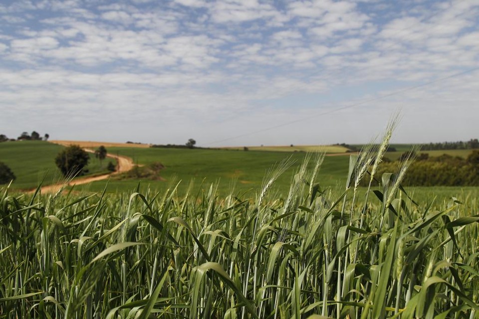 O trigo argentino teve elevação de 105% na exportação após fim das taxas para vendas no exterior | Jonathan Campos/gazeta
