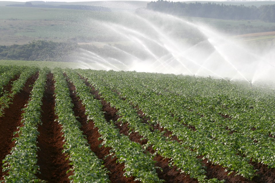 O cultivo irrigado de batatas é uma das alternativas encontradas para driblar longos períodos de estiagem, mas encarece os custos de produção | HENRY MILLEO/HENRY MILLEO