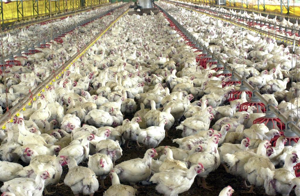 O Paraná lidera os embarques de frango do país, respondendo com 35,7% das exportações totais | ABR/ABR