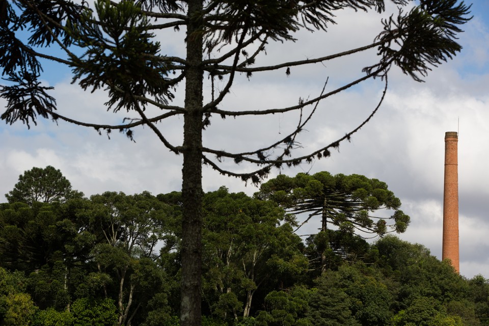 Pinheiro no Parque São Lourenço: homem morreu ao tentar catar pinhão | Brunno Covello/Arquivo / Gazeta do Povo