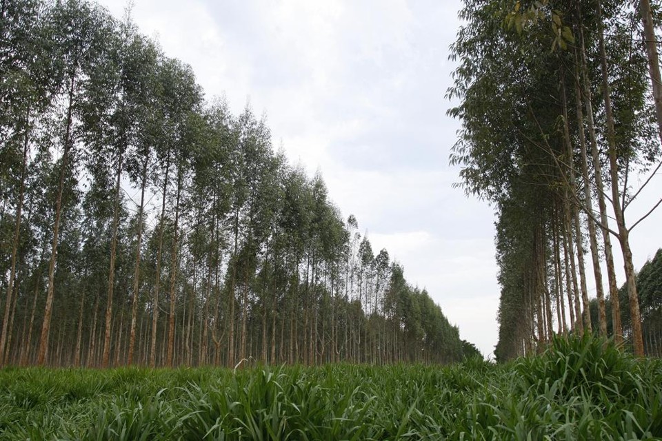 Proposta de emenda visa a assegurar a continuidade de obra pública após a concessão da licença ambiental | HUGO HARADA/HUGO HARADA