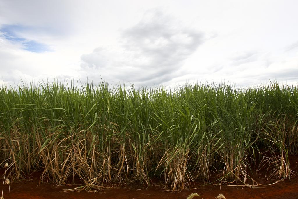 40% da lavoura ainda usa variedades de domínio público. | ANDRE RODRIGUES/ANDRE RODRIGUES