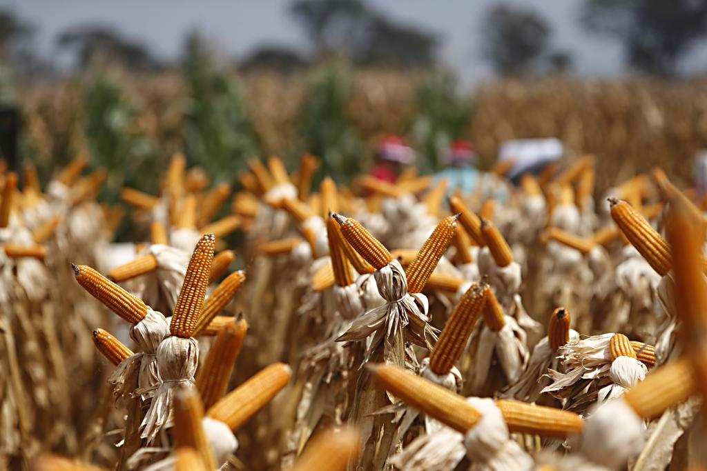 Governo ainda negocia novas vendas de estoques, com o objetivo de chegar a 1 milhão de toneladas leiloadas até o final do ano | Albari Rosa/Gazeta do Povo