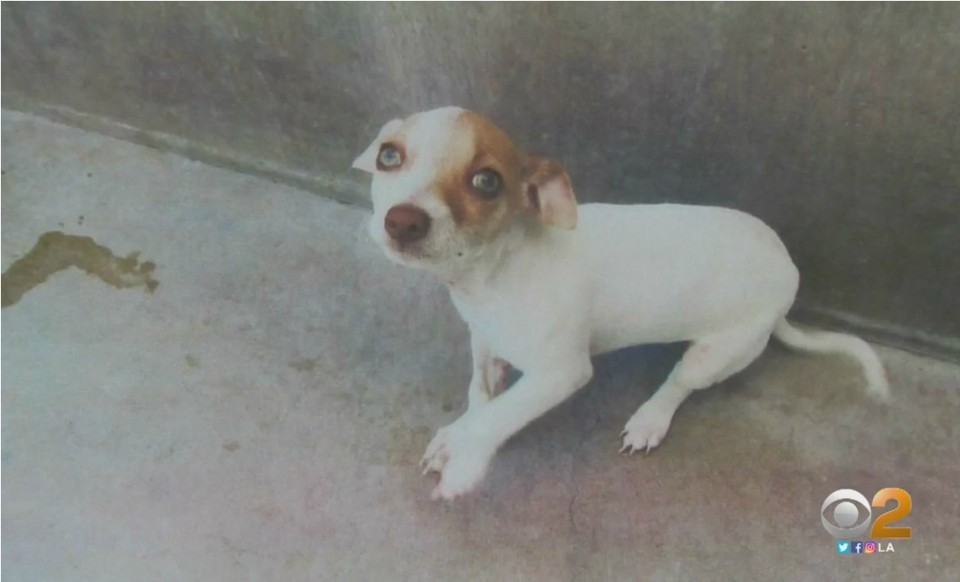 O cachorro Bubba foi encontrado visivelmente letárgico por policiais. Ele estava sob efeito de metanfetamina e heroína. | Reprodução/CBS LA